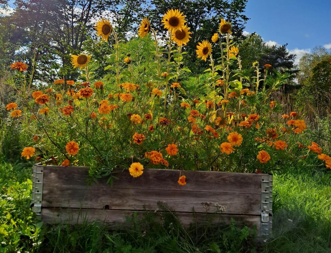 Blommor i en låda