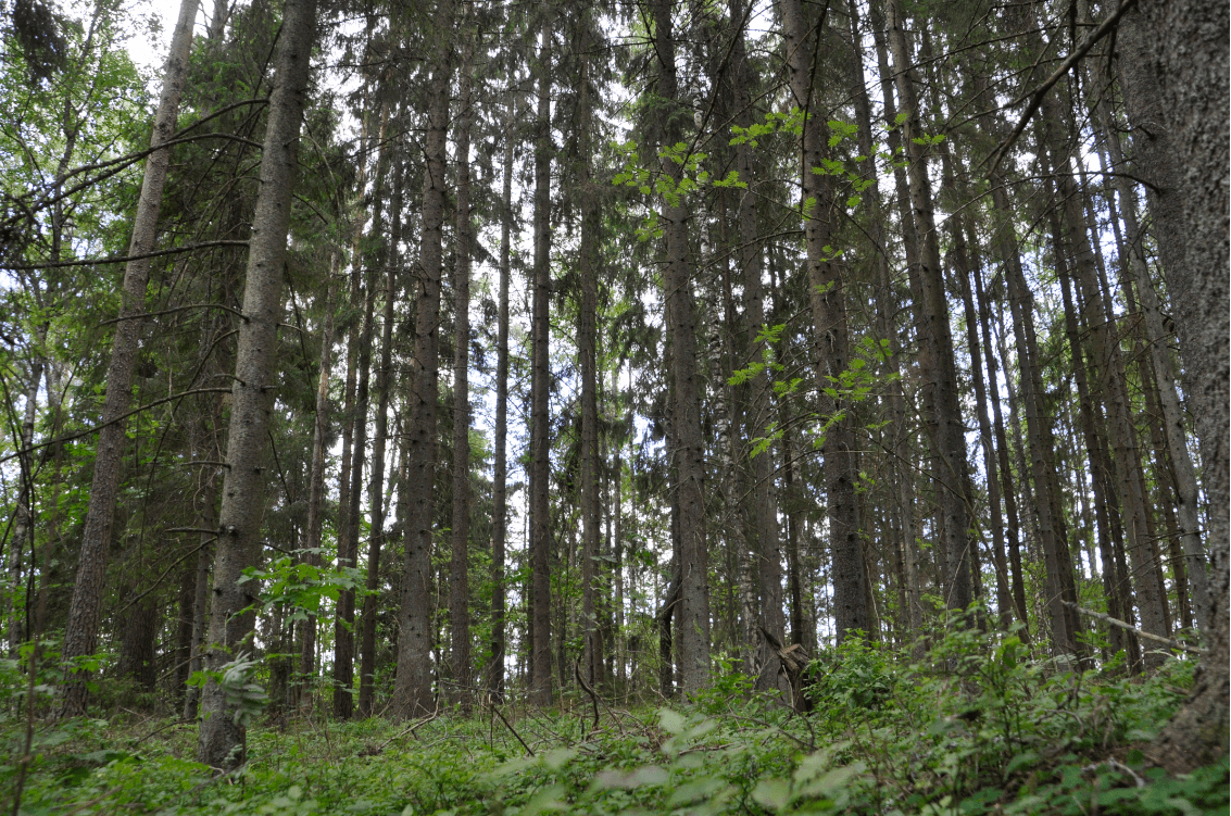 Skog