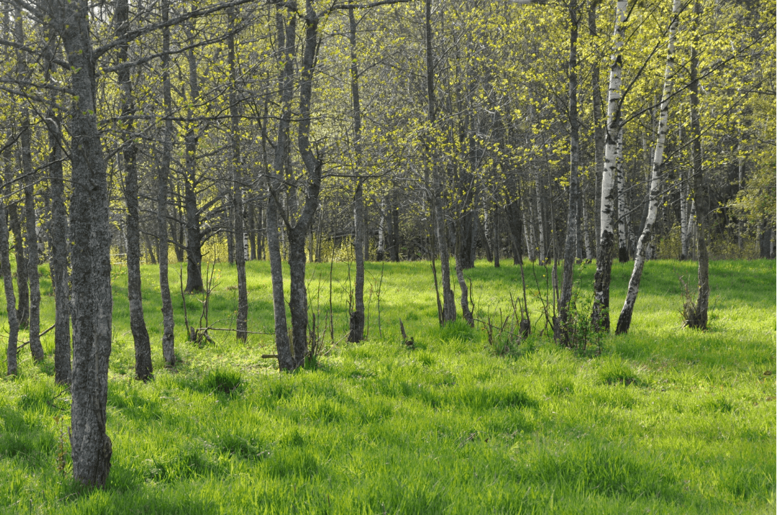 skog