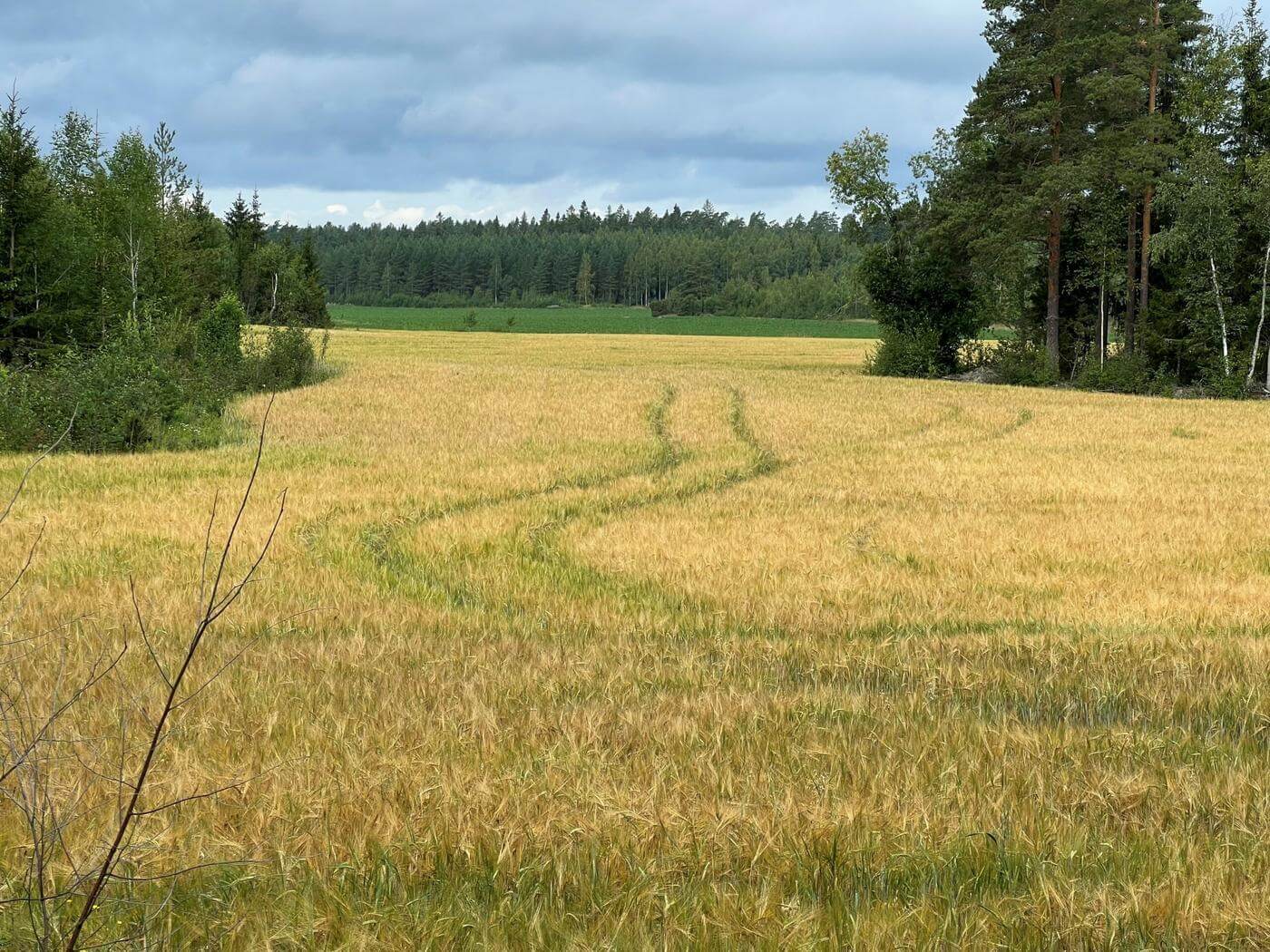 Spannmålsåker