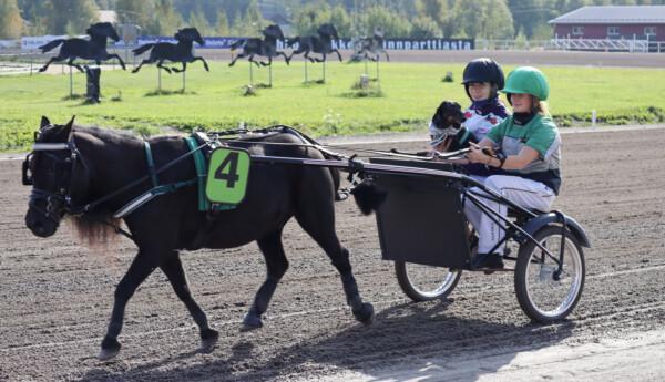Ponnyekipage på travbana. Två personer på kuskplatsen med en liten hund i famnen