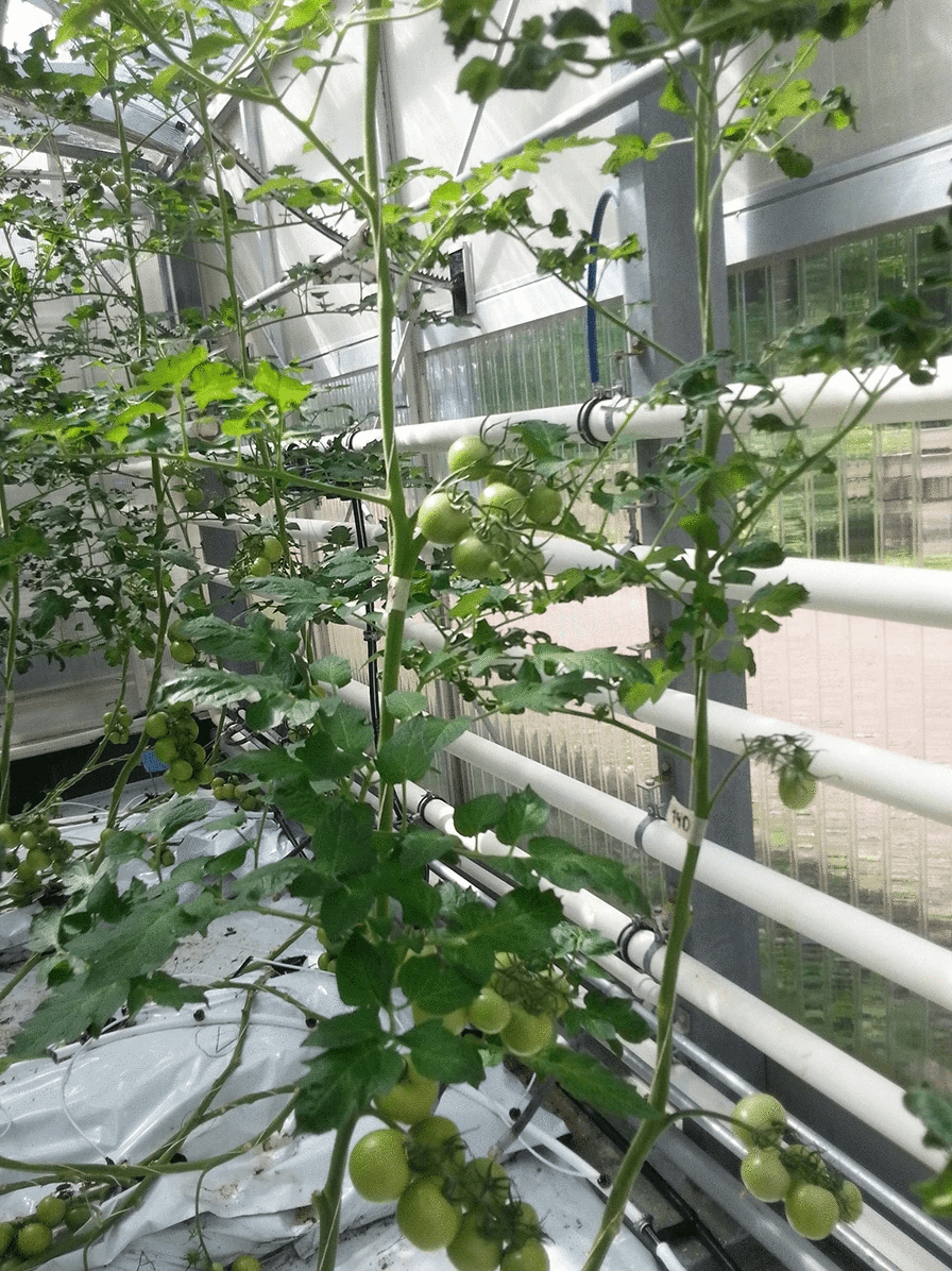 Tomatplantor i ett växthus